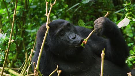 gorila mira fijamente a la cámara y come plantas de bambú en la naturaleza mientras se relaja