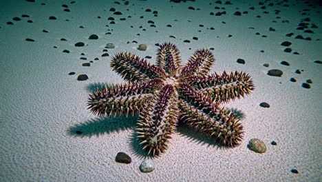 crown-of-thorns starfish on sandy sea floor