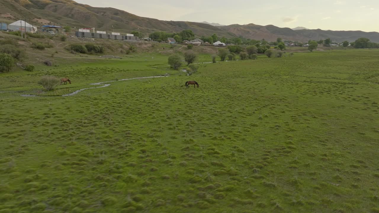 Una vista di cavalli che pascolano su verdi pianure vicino al fiume Chilik a Saty, Kazakistan.