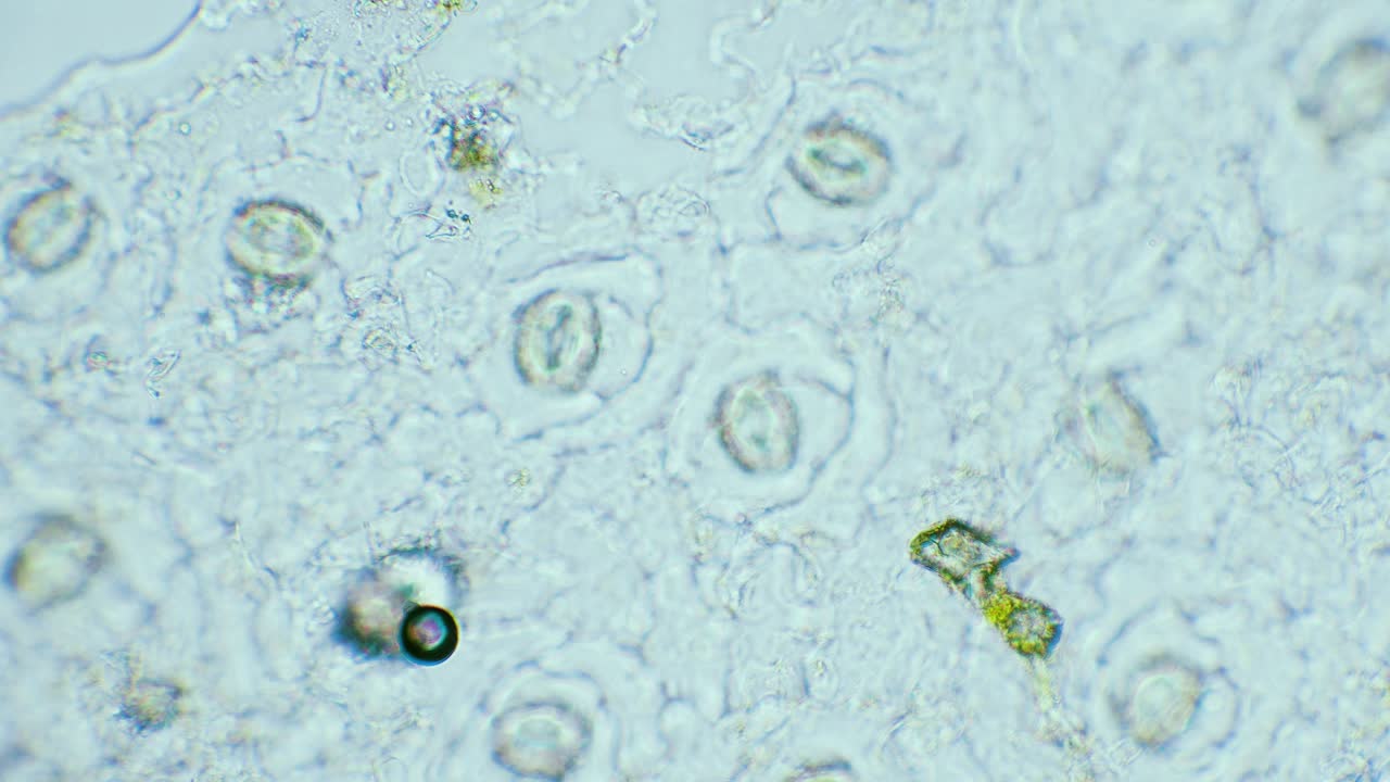 Plant breathing cell stomata with chloroplasts inside, 400x magnification