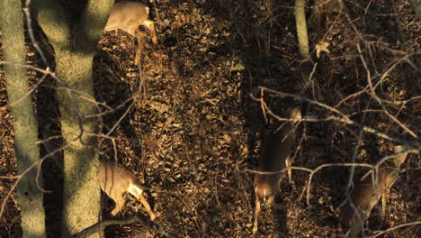 Herd-Of-White-tailed-Deer-Foraging-In-The-Wild-Forest-During-Autumn-Season