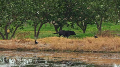 Un-Perro-Callejero-Negro-Corriendo-Por-Las-Tierras-De-Cultivo,-Persiguiendo-A-Un-Miná-Con-Cresta-Voladora-En-El-Campo,-Toma-De-Seguimiento-De-Movimiento-Manual