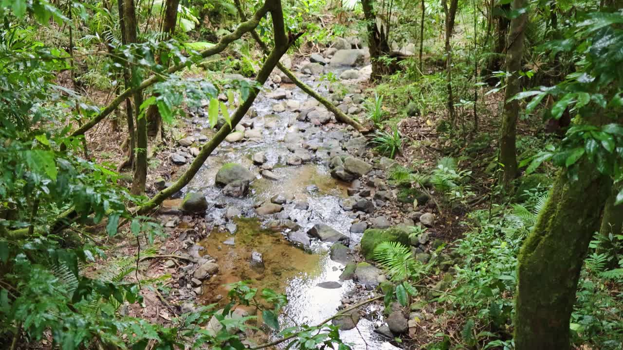 A serene stream meanders through a dense rainforest, surrounded by vibrant greenery and moss-covered rocks