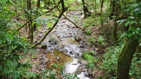 a serene stream meanders through a dense rainforest, surrounded by vibrant greenery and moss-covered rocks