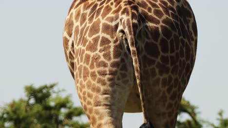 Jirafa-Cerca-Detalle-De-Caminar-Hacia-Atrás,-Patrón-Natural-Detallado,-Vida-Silvestre-Africana-En-La-Reserva-Nacional-Masai-Mara,-Kenia,-Animales-De-Safari-Africanos-En-La-Conservación-Del-Norte-De-Masai-Mara