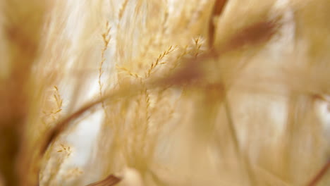 Close-up-pampas-grass,-macro-shot-on-light-grass