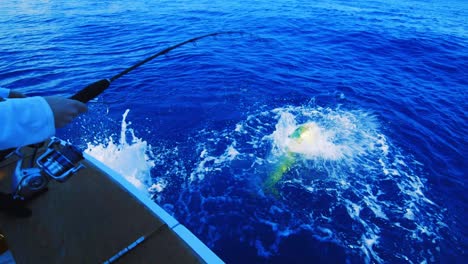 Grandes-Peces-Mahi-Mahi-Peleando,-Chapoteando-Y-Saltando-Mientras-El-Pescador-Se-Enrolla,-Cámara-Lenta