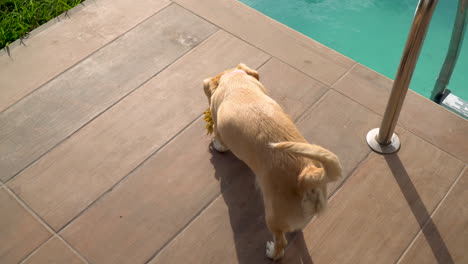 labrador retriever dog wagging tail while playing with a yellow dog bone chew toy