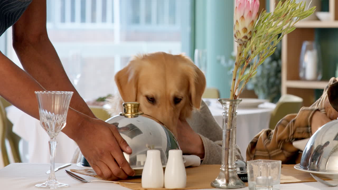 Dogs enjoying a fine dining experience