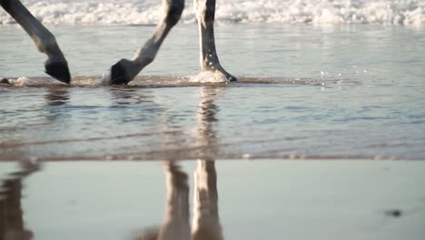 primer plano de patas de caballo blancas galopando lentamente en el agua de mar sobre la arena de la playa con olas de mar acercándose en el fondo, vista lateral cinematográfica en cámara superlenta