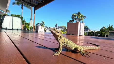 lagarto explorando un entorno soleado en la cubierta