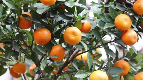 close-up of oranges on a tree