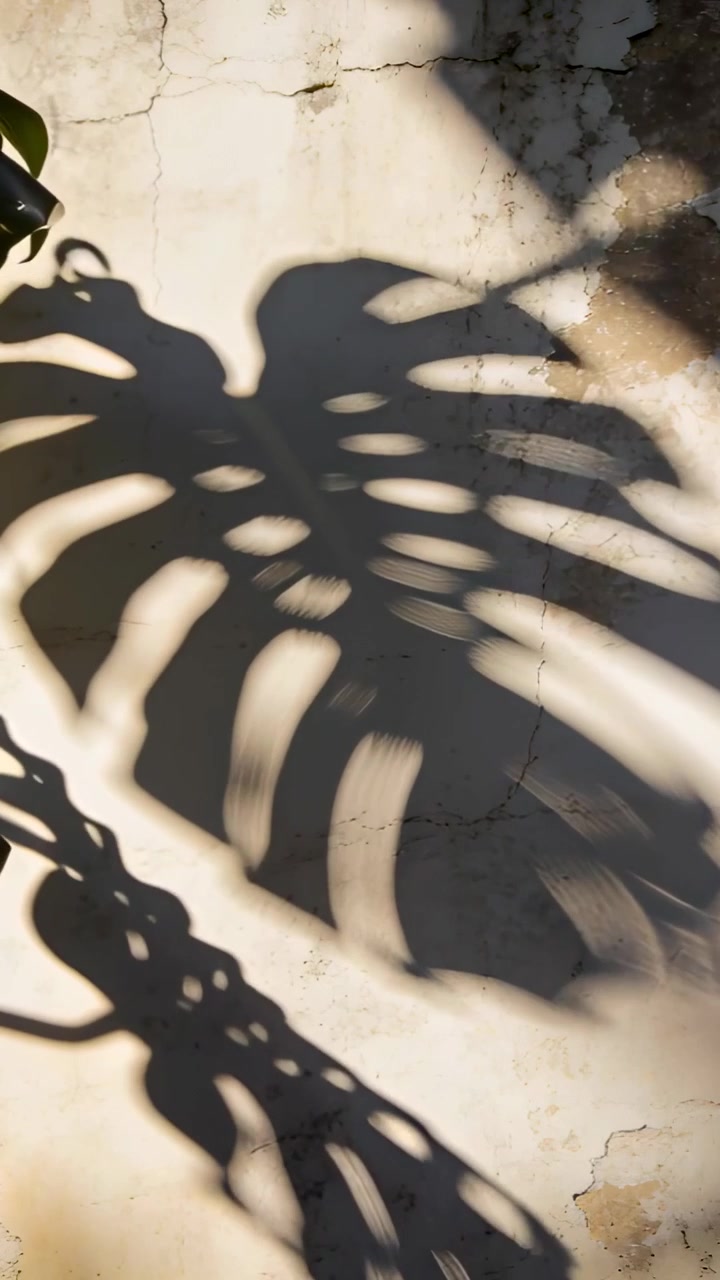 Vertical video: Shifting split-leaf shadow moving across plaster wall, sunlight changing angle