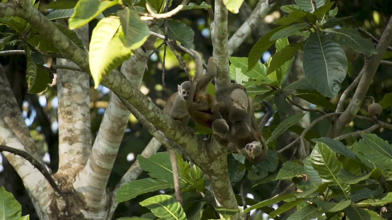 Common Squirrel Monkeys Hanging And Feeding On The Tree - low angle shot