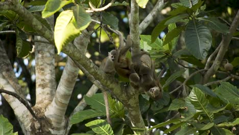 common squirrel monkeys hanging and feeding on the tree - low angle shot