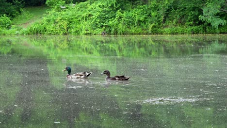 mallard ducks swimming around in a scummy pond on a summer day