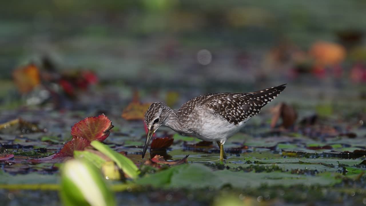 el sandpiper de madera se alimenta de hojas flotantes