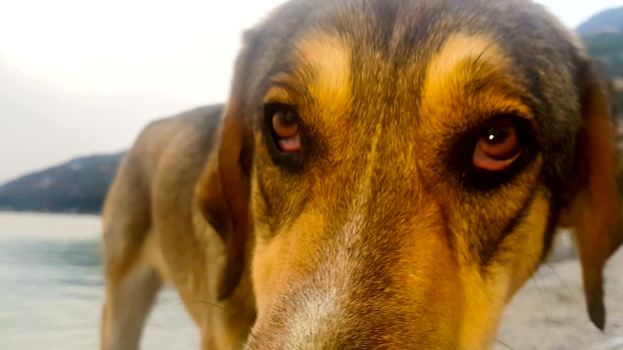 목욕 후 바다에서 나오는 개.