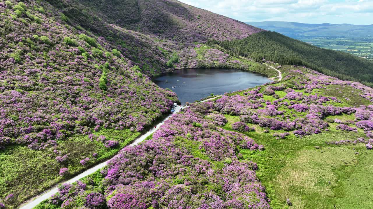 아일랜드의 서사시적인 장소들 (drone establishing shot people walking the trail to bay lough, tipperary with rhododendrons in full flower on a summer day)