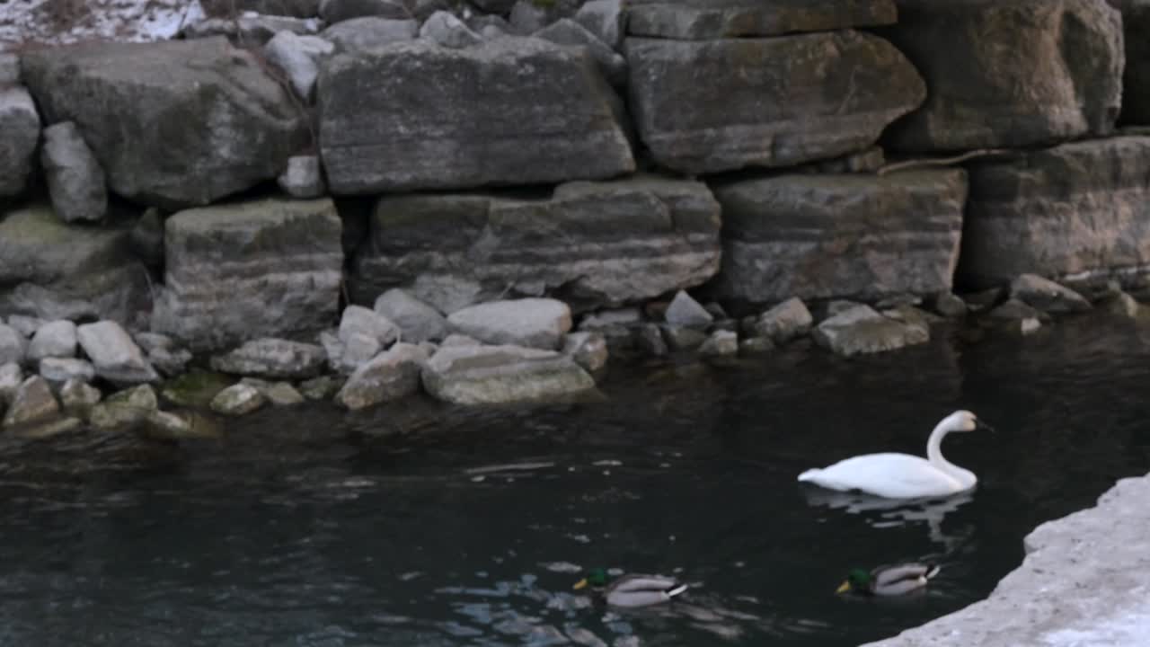 A tranquil sunset at Toronto’s waterfront near Mimico and Lake Shore. High-rise buildings glow in the golden light as ducks swim peacefully in the calm water, creating a serene urban scene.