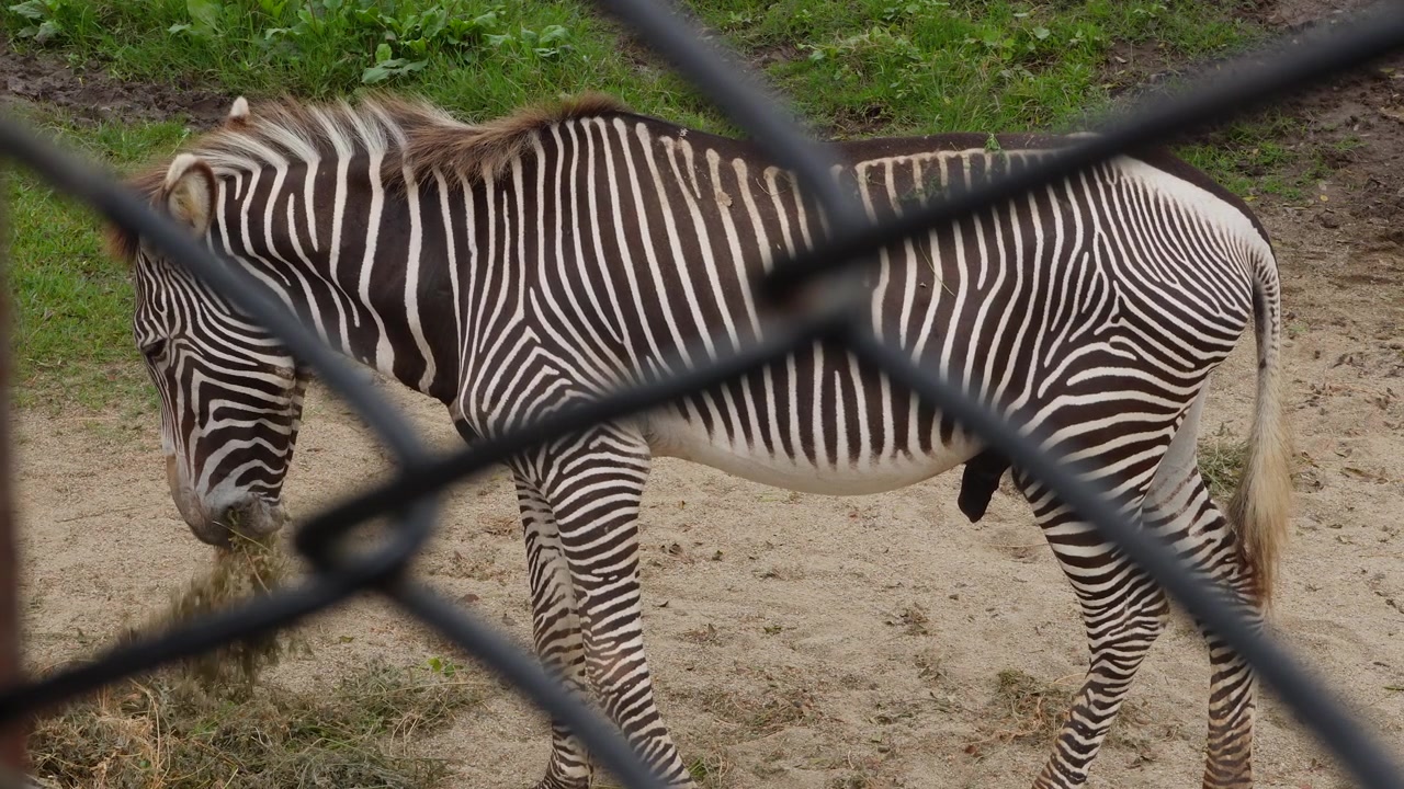 Una zebra che si nutre di erba dietro una recinzione all'interno del suo recinto. Il mammifero ha le sue strisce bianche e nere uniche. Situata nel "Parque de las Leyendas" a Lima, Perù