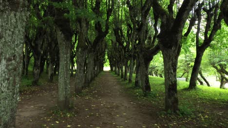 spooky forest pathway near katvari manor in latvia, dolly forward