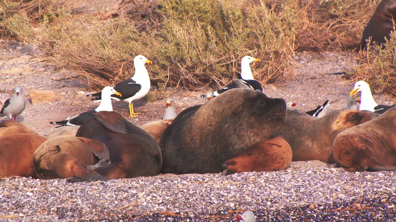 Flock of Kelp Gulls hunting for morsels between the sleeping sea lions on the sandy coast
