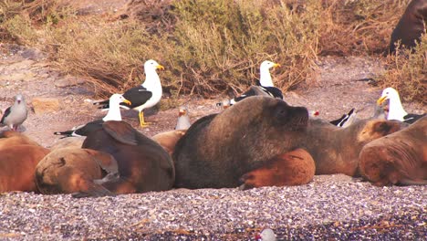 Bandada-De-Gaviotas-Cocineras-Cazando-Bocados-Entre-Los-Leones-Marinos-Dormidos-En-La-Costa-Arenosa