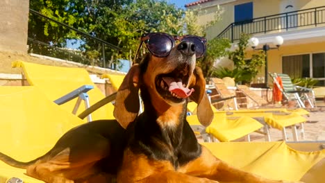 perro con gafas de sol descansando en sillas junto a la piscina.