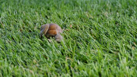 Timelaps-De-Caracol-Y-Hoja