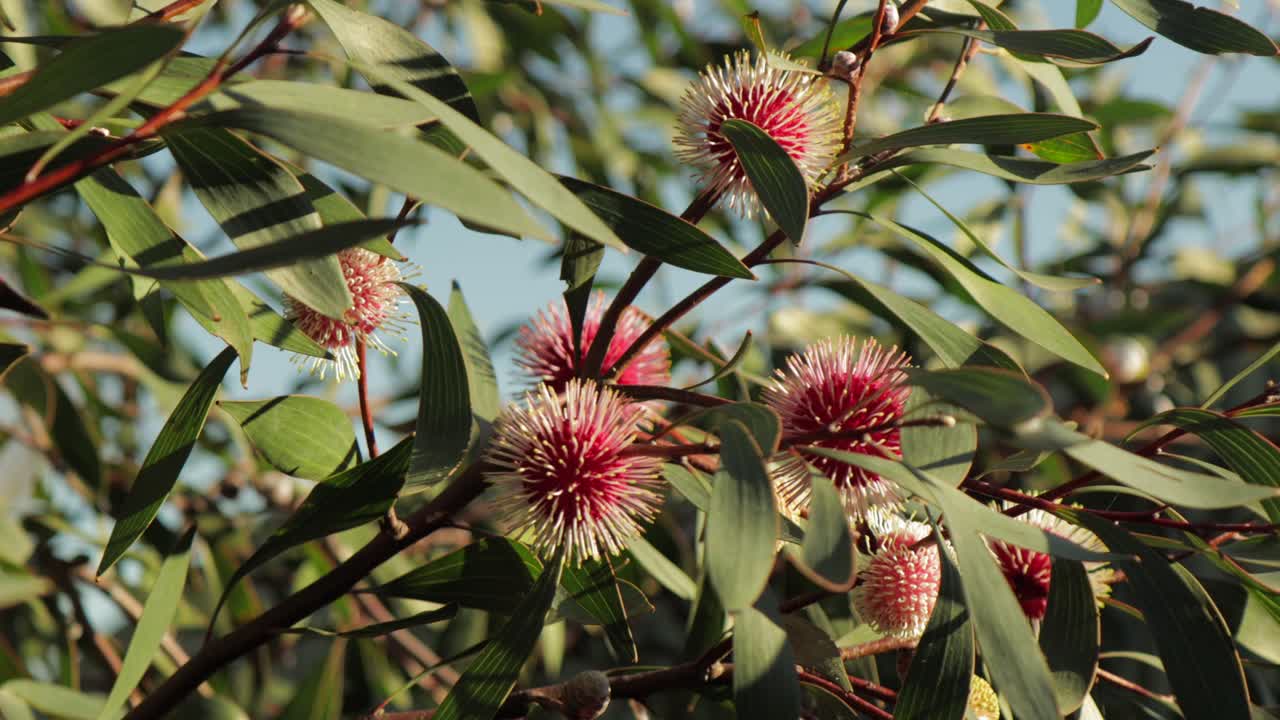 hakea laurina planta de alfiletero moviéndose en el viento, tiro amplio durante el día soleado, maffra, victoria, australia