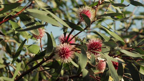 Hakea-Laurina-Planta-De-Alfiletero-Moviéndose-En-El-Viento,-Tiro-Amplio-Durante-El-Día-Soleado,-Maffra,-Victoria,-Australia