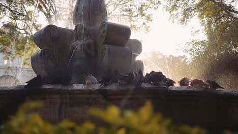 slow motion close up of a pigeon landing on the edge of mermaid fountain in antigua guatemala at sunset