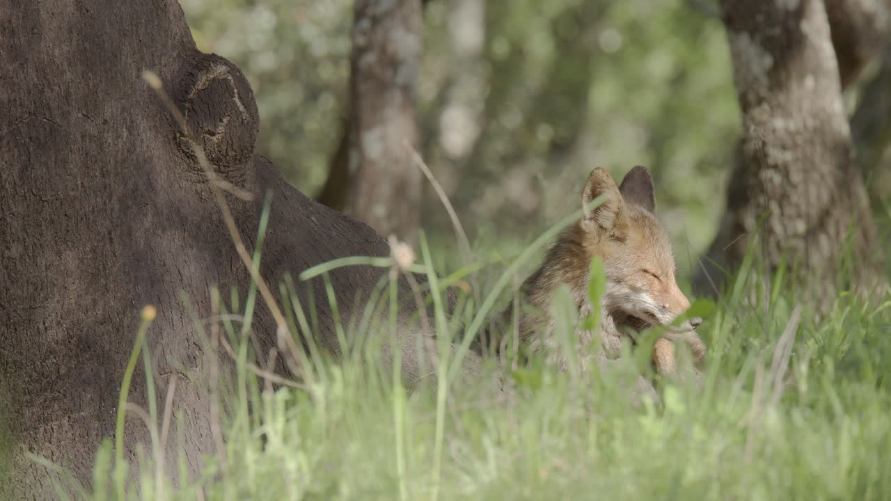 Female red fox (vulpes vulpes) resting at the entrance of its den, in a spring day, in a mediterranean forest, in Tiétar Valley, Spain