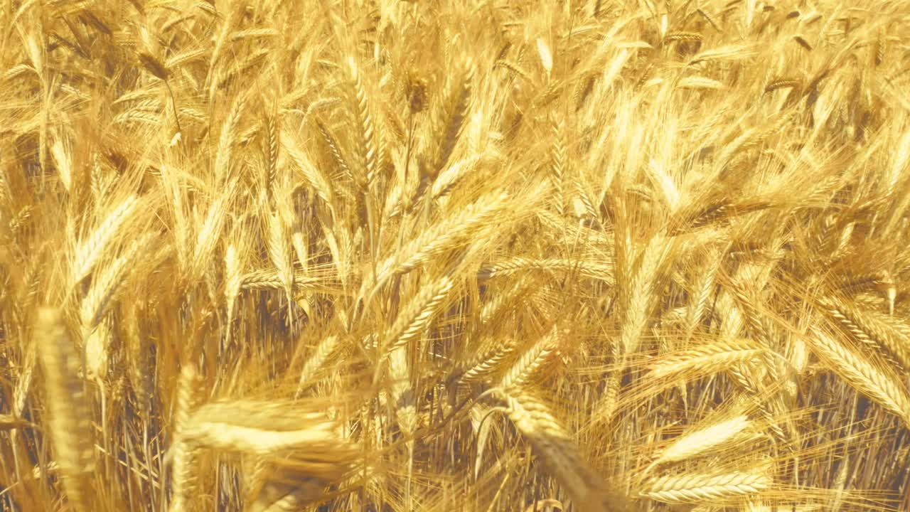 Sunlight on ripe wheat – a simple, beautiful moment in nature. Hints of fresh bread and the bounty of the land.