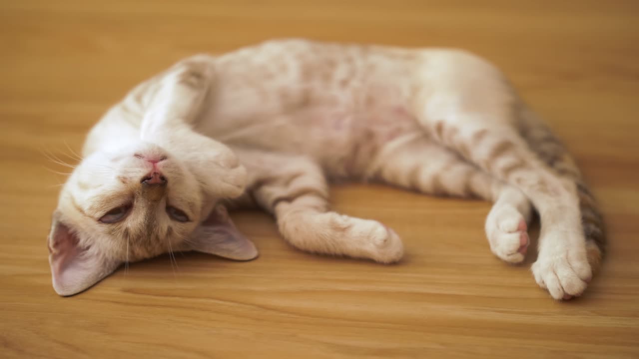 새끼 고양이는 나무 바닥에서 재미있는 몸짓으로 잠을 자고 있습니다.