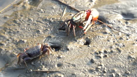 crustáceo salvaje encontrado en su hábitat natural, un cangrejo violinista macho y un cangrejo violinista de arena hembra bebiendo minerales en la llanura de marea en el área de preservación de humedales de gaomei, taichung, taiwán