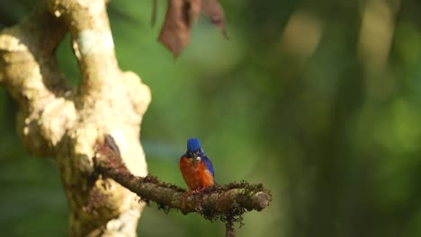 Tranquilo-Pájaro-Martín-Pescador-De-Orejas-Azules-Posado-En-La-Rama-Del-árbol-Por-La-Mañana