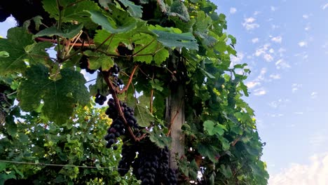 grapes growing on vines in blaye, france