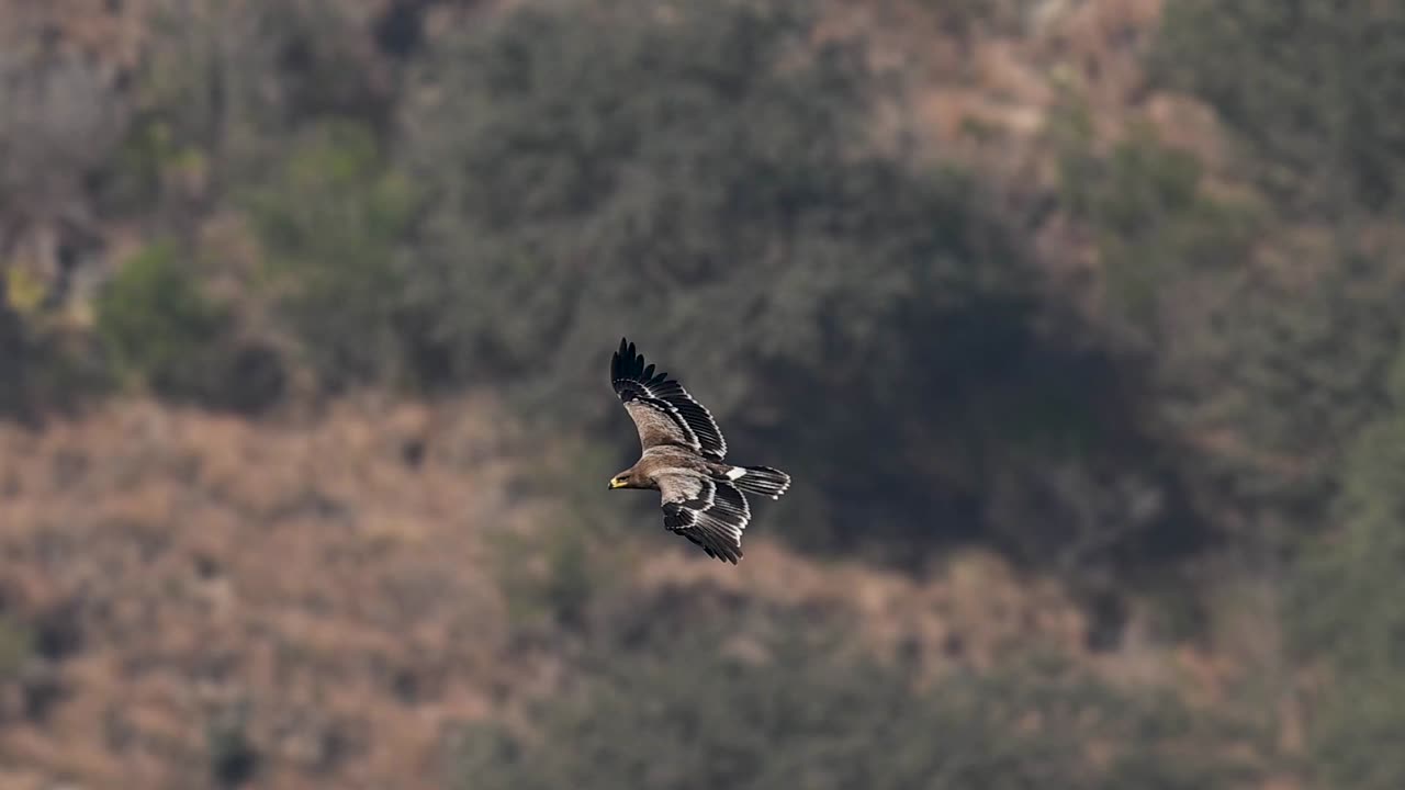 Aquila delle steppe che vola con grazia, mostrando forza, equilibrio, concentrazione e maestria aerea