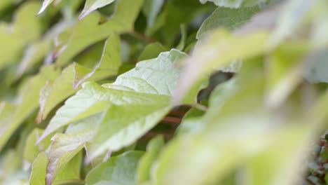 close up green leaves blowing in wind in slow motion