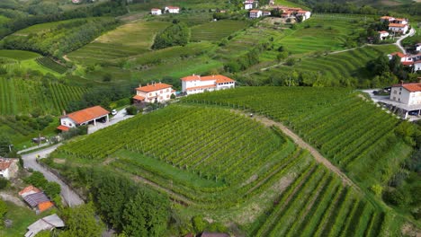 European-Countryside-Farm,-Slovenia-Landscape---Aerial-Drone-View-of-Vineyard