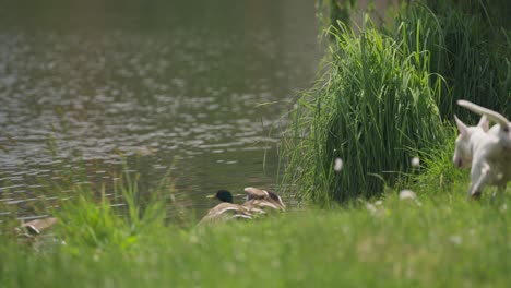 Ein-Kleiner-Weißer-Hund-Jagt-Wildenten,-Vögel-Fliehen-In-Den-See