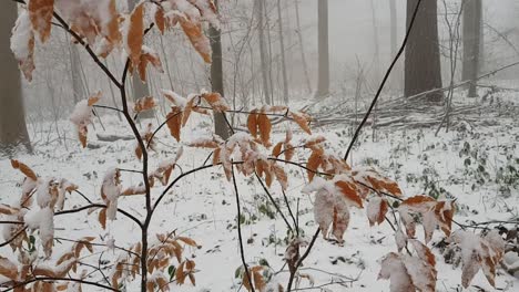 Close-up-view-of-snow-covered-thin-tree-with-orange-leaves-on-it-in-German-woodland