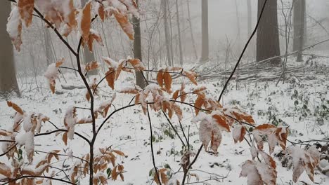 close up view of snow covered thin tree with orange leaves on it in german woodland