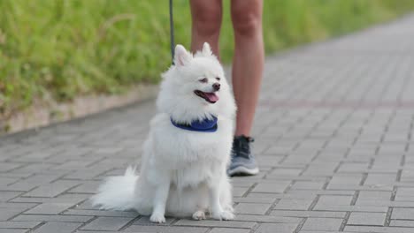 pomeranian dog in the street