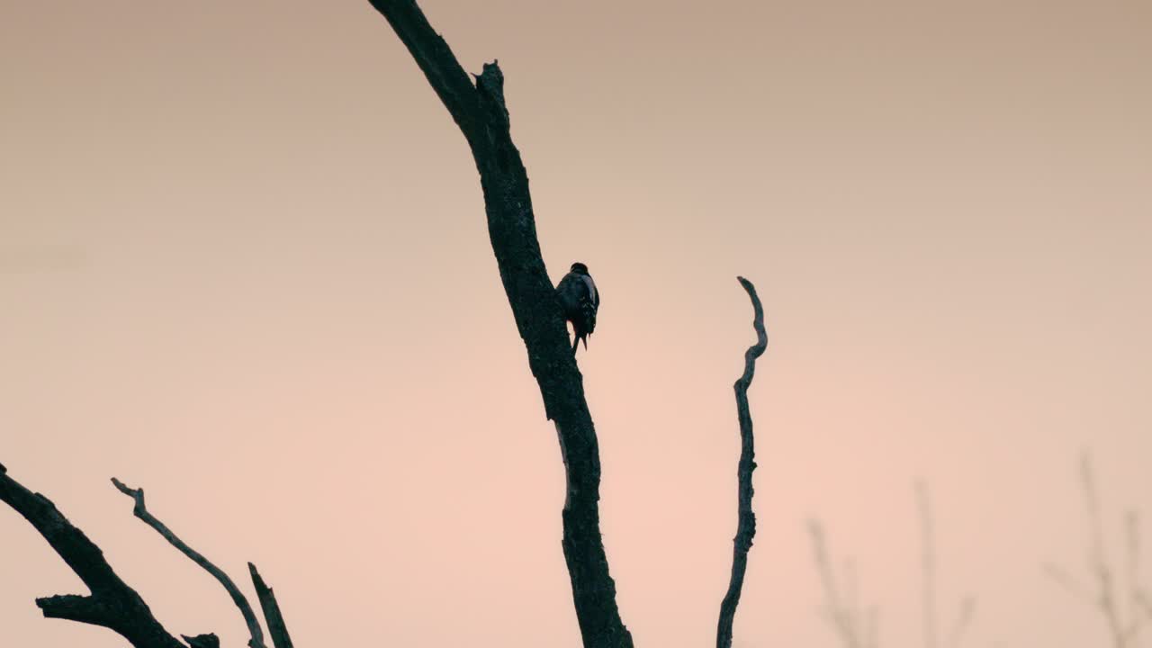 Vogel met tegenlicht rust bovenop een eenzame boom, omlijst door de gloed van zonsondergangtinten