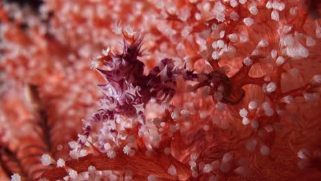 soft-coral-crab-walking-backwards-in-a-colorful-soft-coral-called-dedronephthya,-close-up-shot-during-night