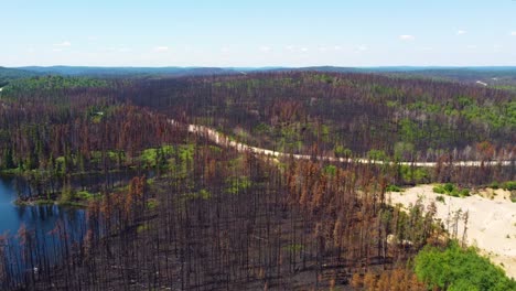 aerial drone shot rising high above the tree tops revealing the burn landscape which is rejuvenating after the devastating wildfires in quebec, canada