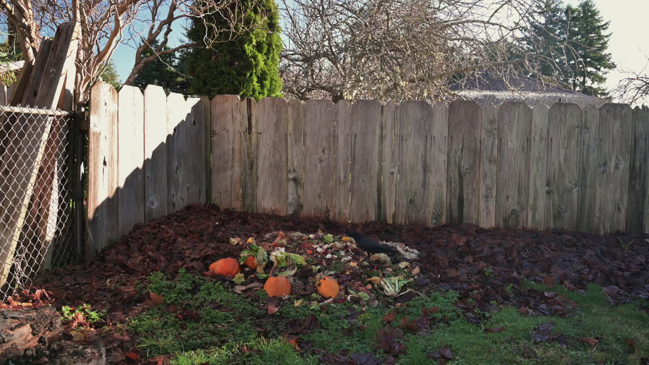 Compost Pile With Crow Picking Food At The Backyard - wide shot